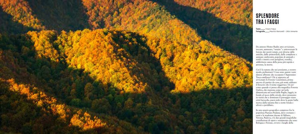 Splendore tra i&nbsp;faggi