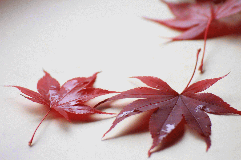 Thoreau e Pat&nbsp;Metheny