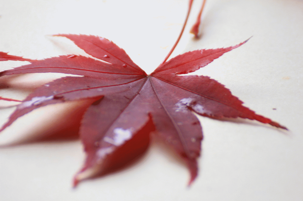 Storia di una&nbsp;foglia