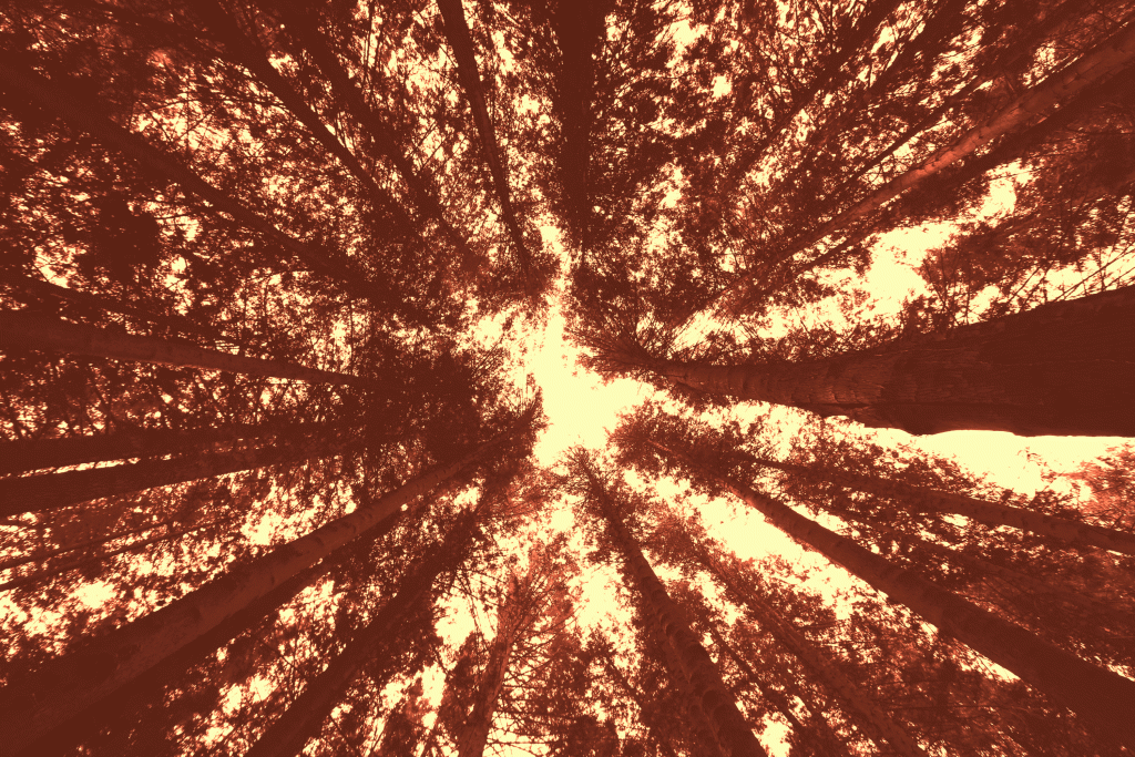 Abbraccia tuo padre che è una&nbsp;foresta