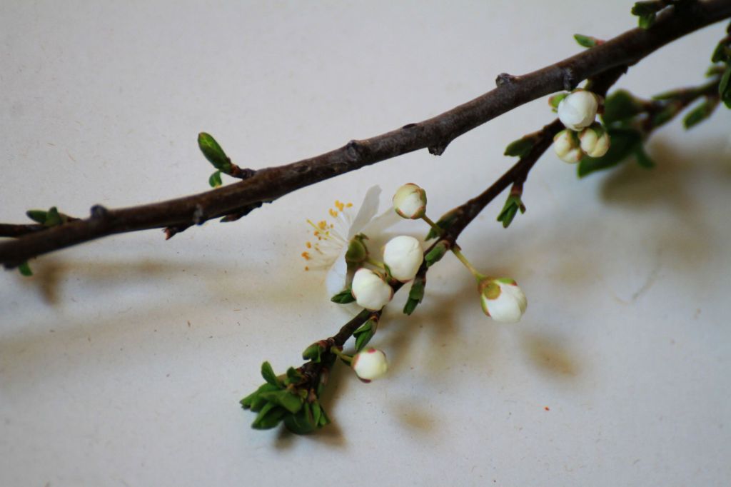 Appunti dal ruscello&nbsp;#2