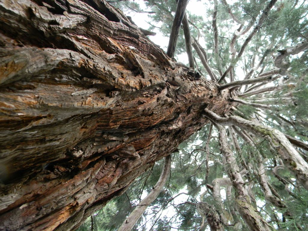 Grandi alberi fuori dal&nbsp;bosco