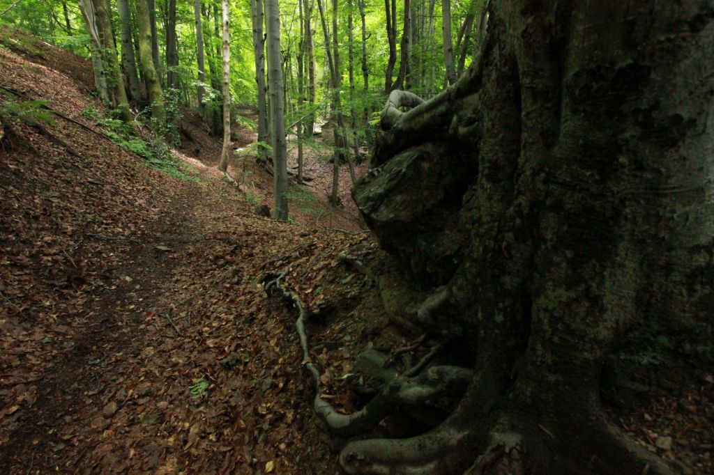 Storie innaturali quinta&nbsp;parte