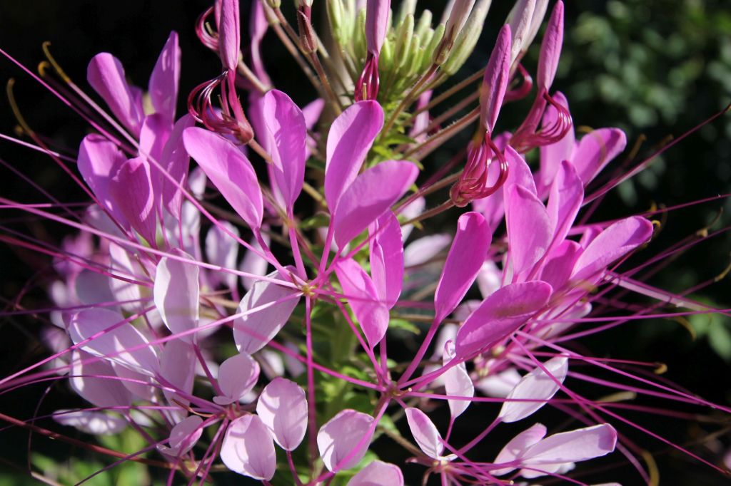 Storie innaturali parte&nbsp;III°