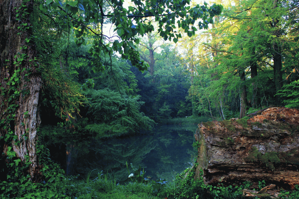 In ascolto fra le diecimila&nbsp;foglie