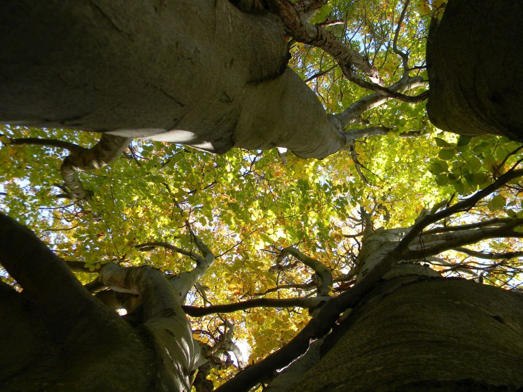 Meditare come un&nbsp;albero