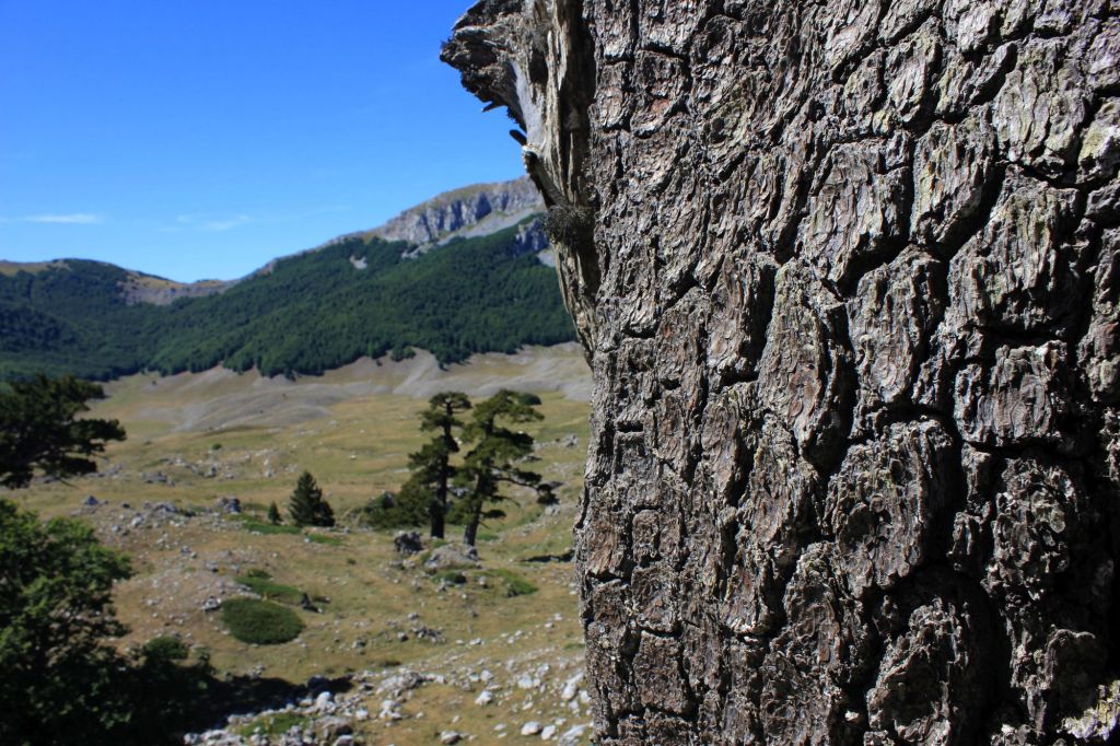 Foreste magistrali in&nbsp;Calabria
