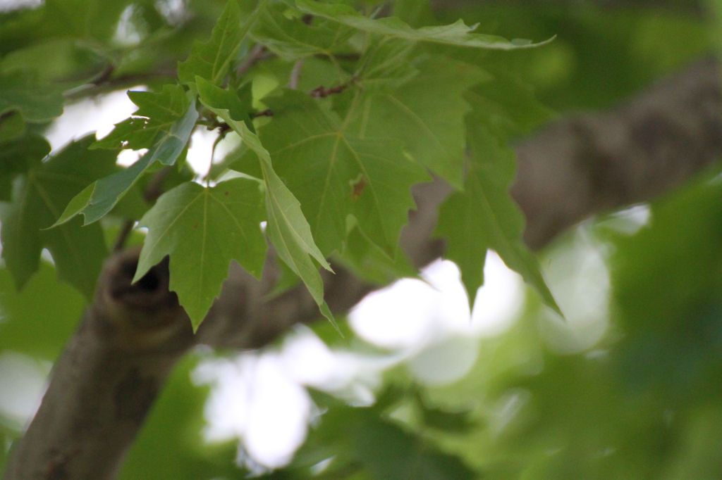 Fra gli alberi di&nbsp;Ravenna