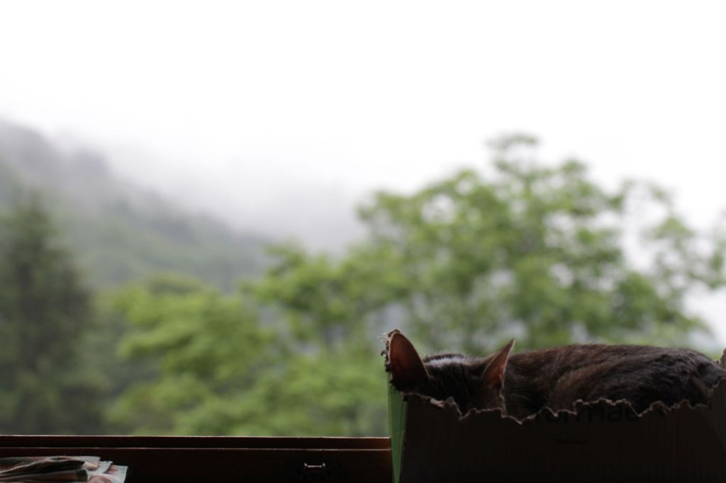 Una vita nuova e&nbsp;antica