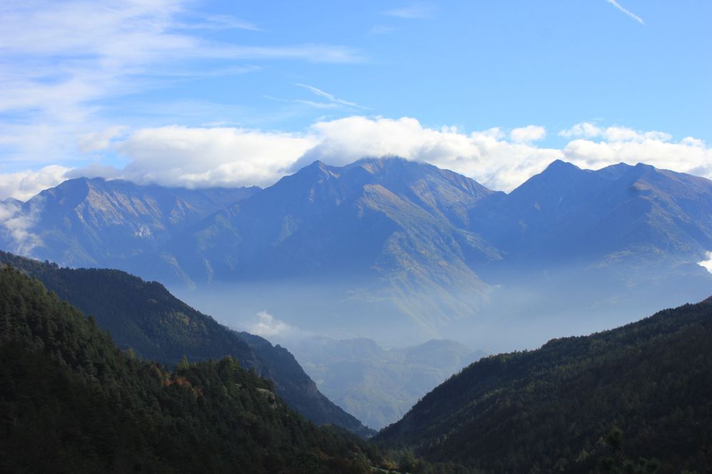 Meditazione nella selva