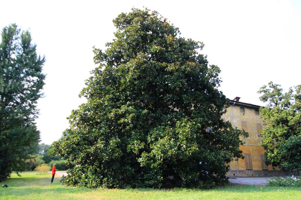 La grande magnolia di&nbsp;Bergamo