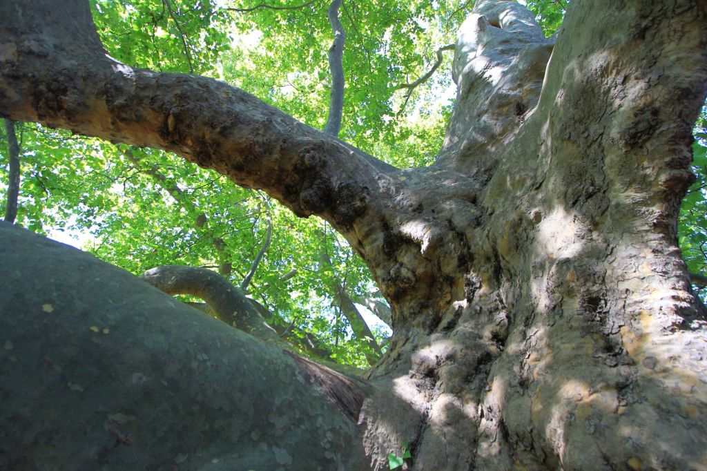 Seminari di boschese in&nbsp;Valchiusella