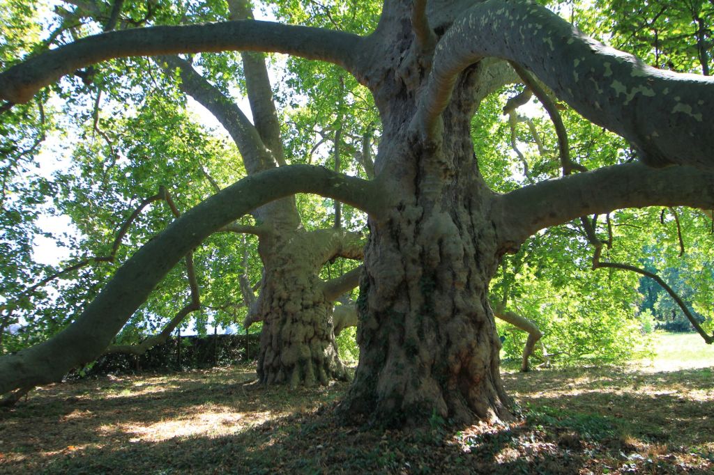 Alberi d’Italia a Campiglione&nbsp;Fenile