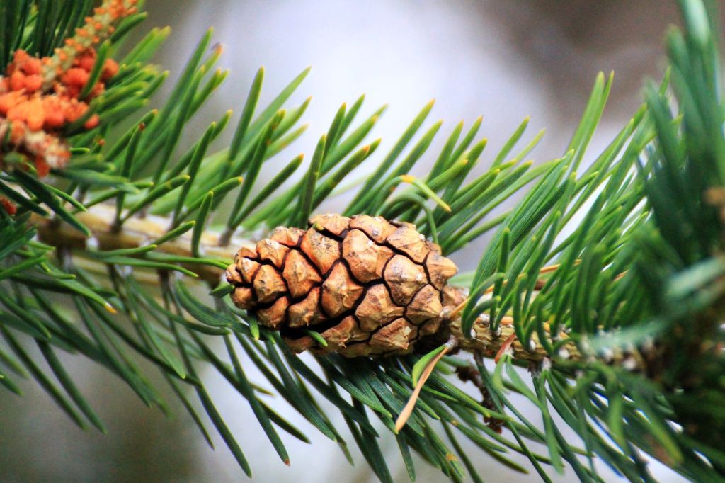 Solo nella foresta di&nbsp;montagna