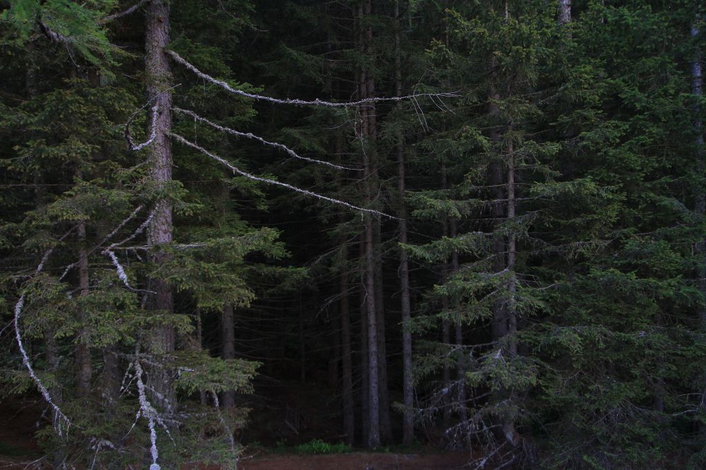 Sopralluogo al Fantabosco