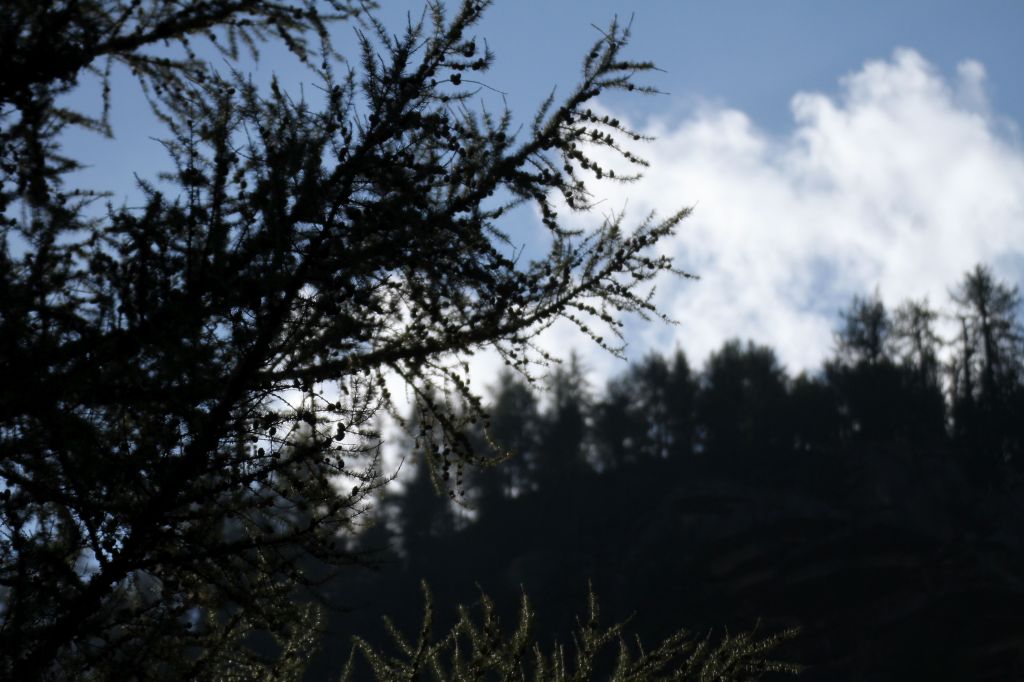 Persi nel Fantabosco