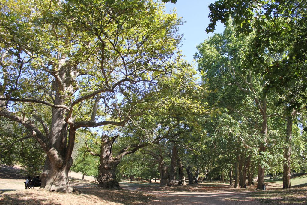 I più antichi alberi di&nbsp;Roma