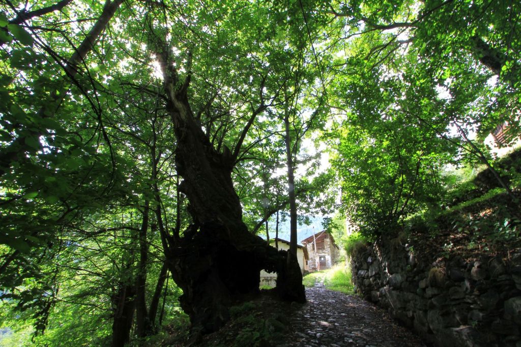 Il castagno di&nbsp;Grosio