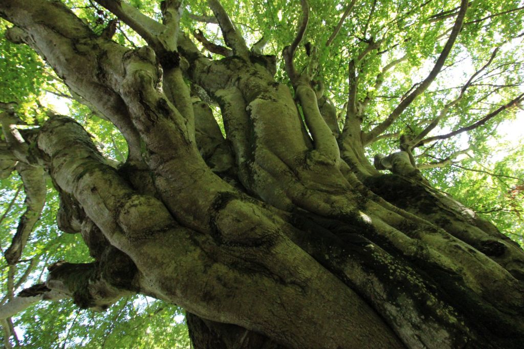 La mano di&nbsp;Titano