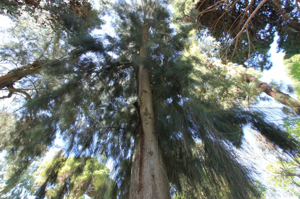 Natura d’autore, oggi incontriamo&nbsp;Darwin