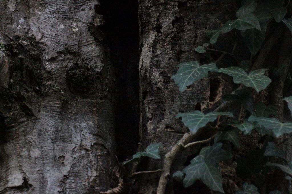 Fratus su Repubblica