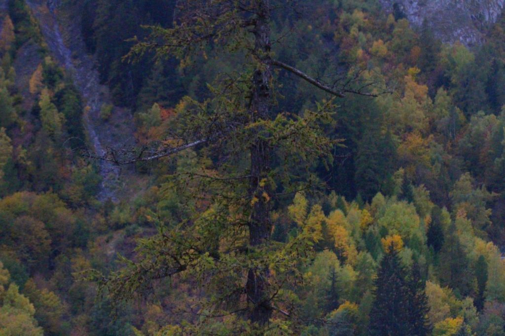 I semi del monaco errabondo Jakushitsu&nbsp;Genko