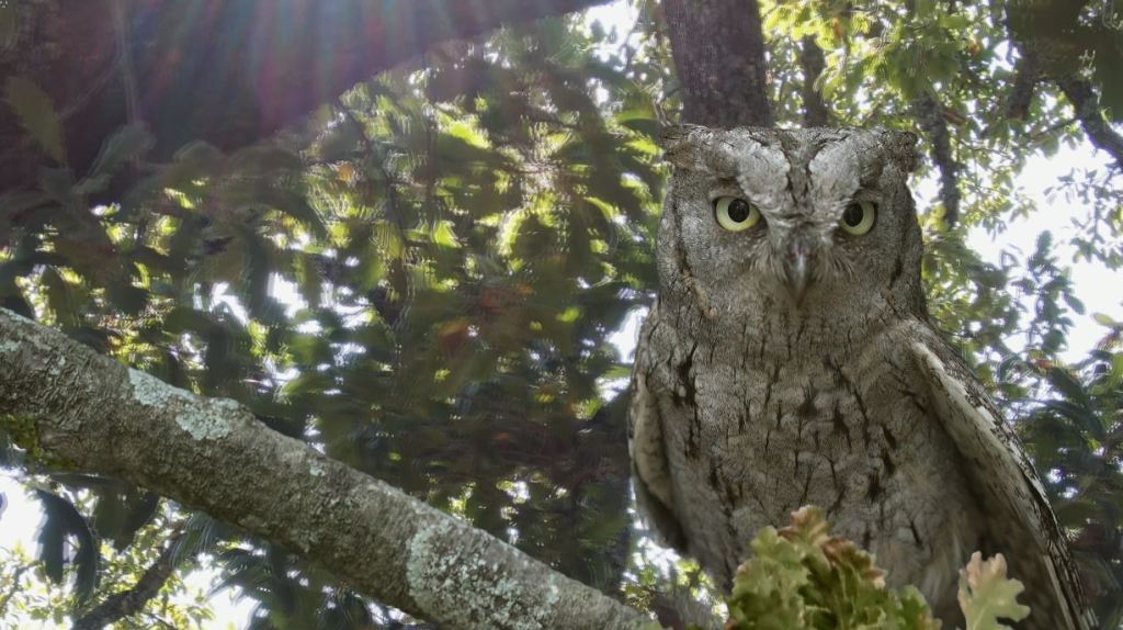Dialoghi fra le fronde della quercia di&nbsp;Tricase