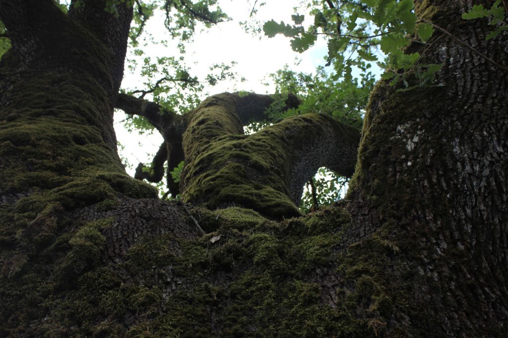 Strategie della natura