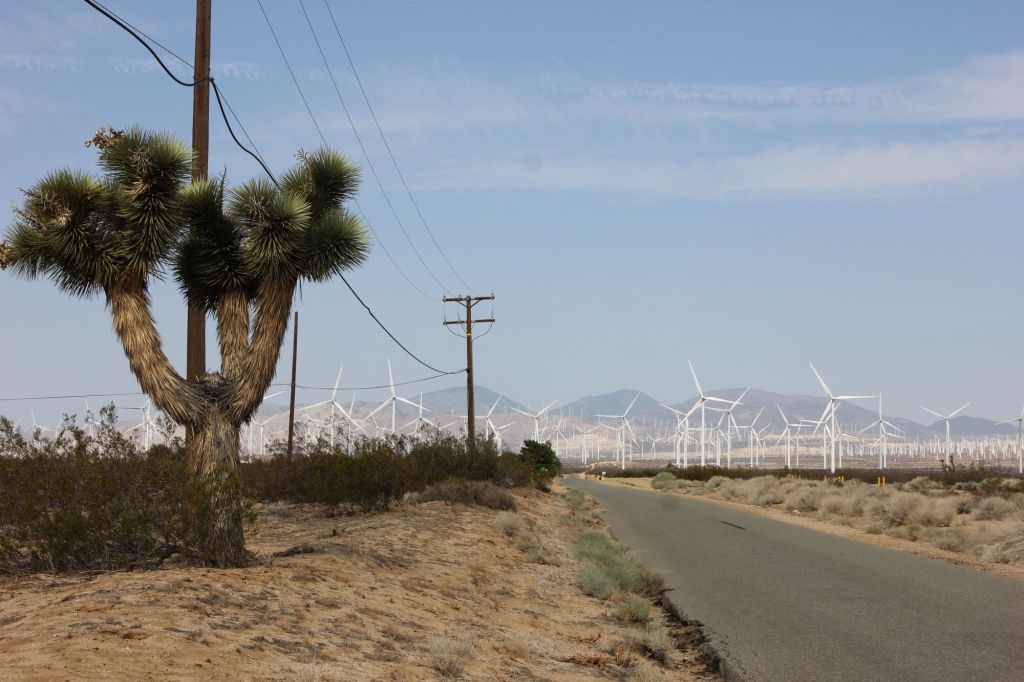 Budd, musica per le&nbsp;foreste