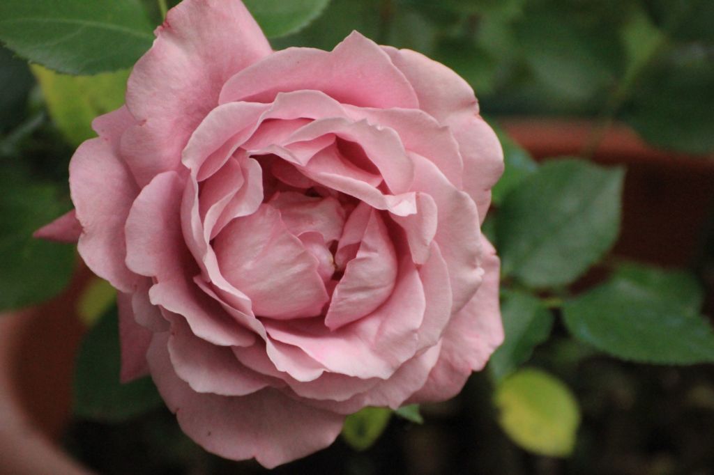 Eremo delle rose e delle&nbsp;radici