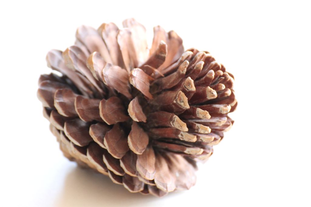 Panel internazionale