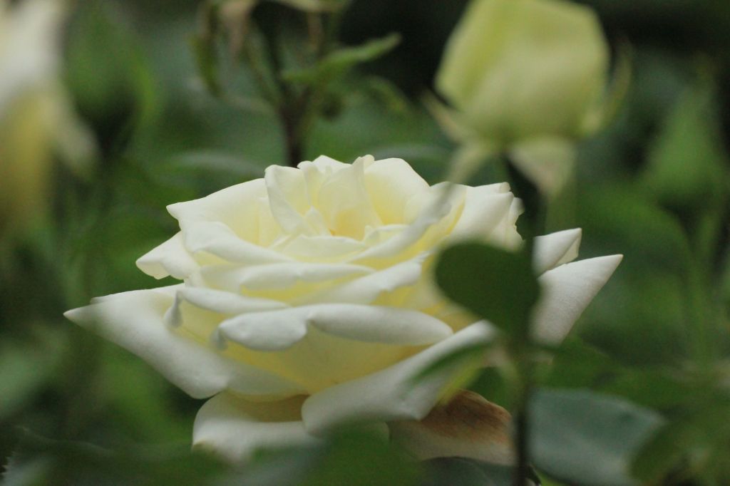 Eremo delle rose e delle&nbsp;radici