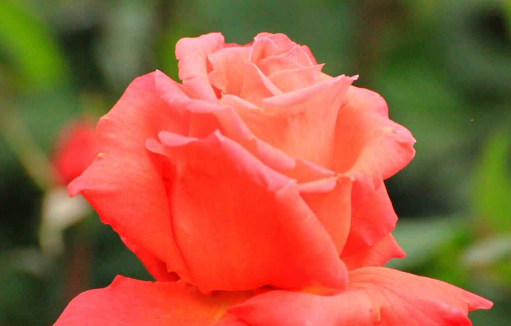 Eremo delle rose e delle&nbsp;radici