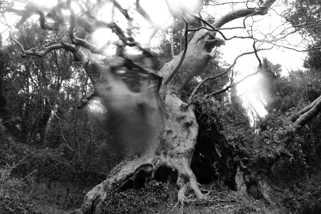 Il Platano-Grotta di&nbsp;Curinga