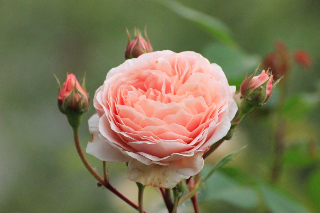 Eremo delle rose e delle&nbsp;radici