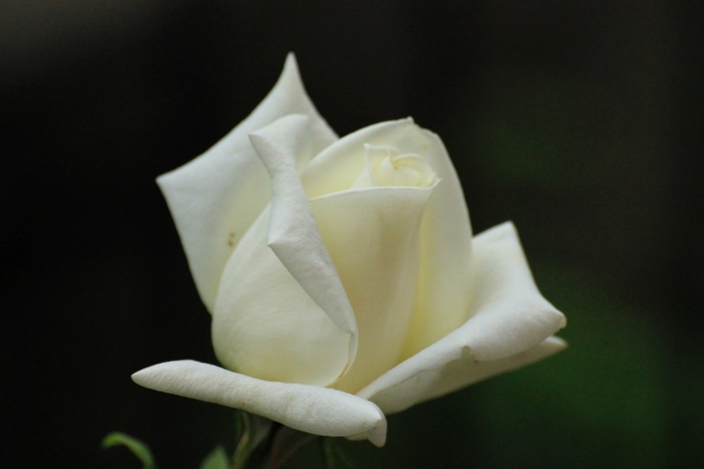 Eremo delle rose e delle&nbsp;radici