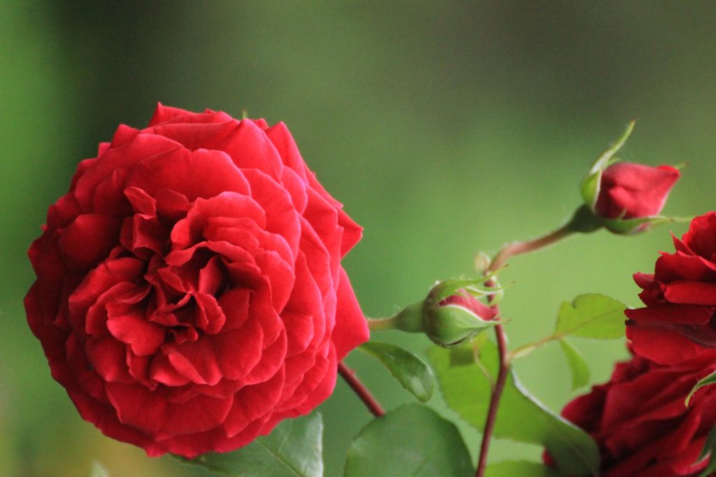 Eremo delle rose e delle&nbsp;radici