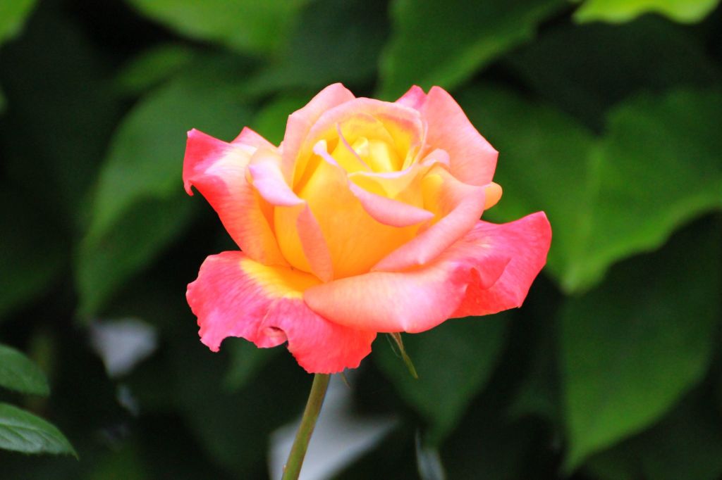 Eremo delle rose e delle&nbsp;radici