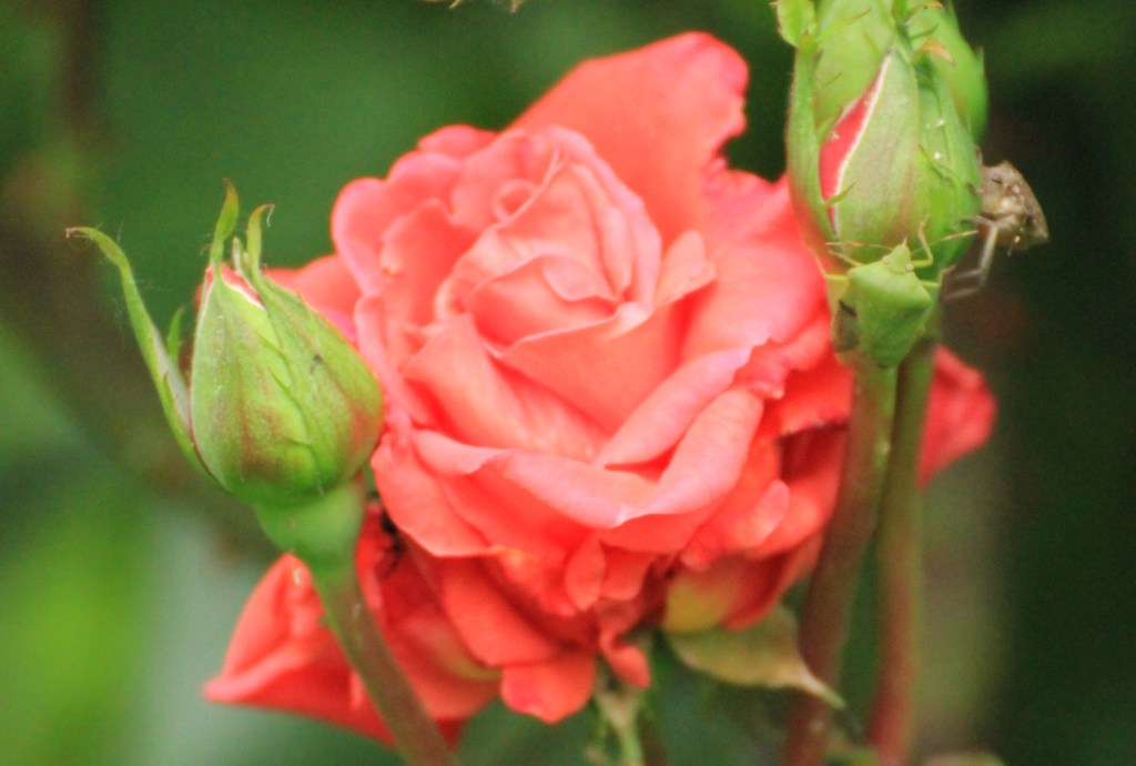 Eremo delle rose e delle&nbsp;radici