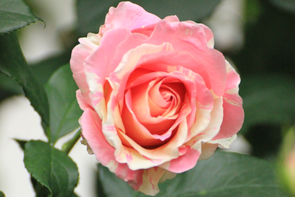 Eremo delle rose e delle&nbsp;radici