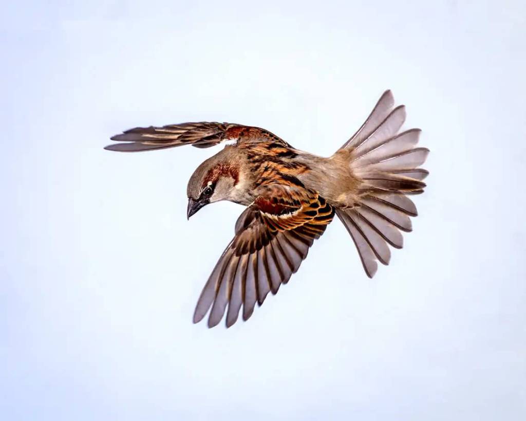 CHE LE MIE PAROLE SIANO LASCIATE AI&nbsp;PASSERI