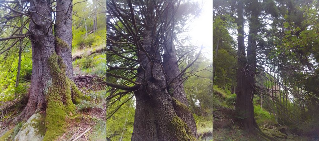 Il re della Val&nbsp;Soana