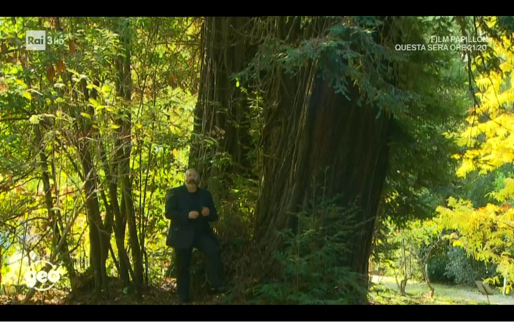 Sequoie di Villa&nbsp;Serra