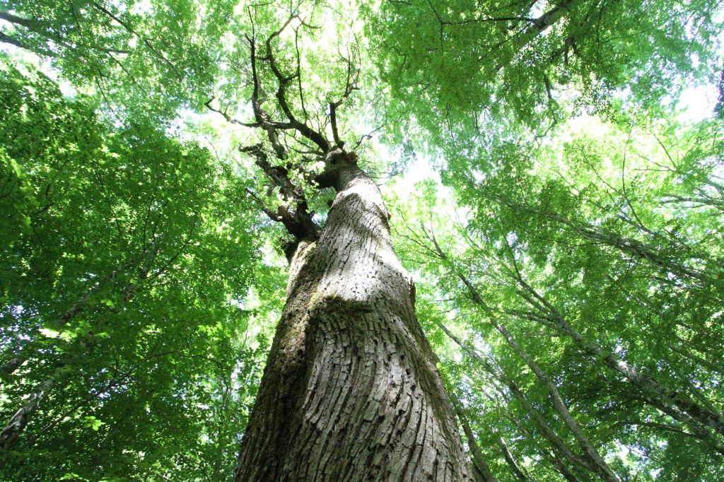 Premio Foreste, domani a&nbsp;Bergamo