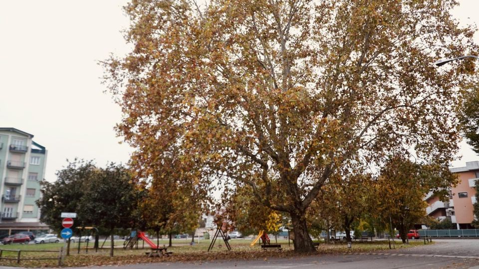 I GRANDI ALBERI DI&nbsp;LODI