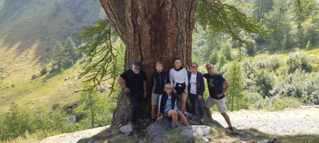Al larice monumento di&nbsp;Pietraporzio